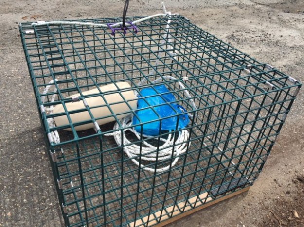 lobster-storage-container