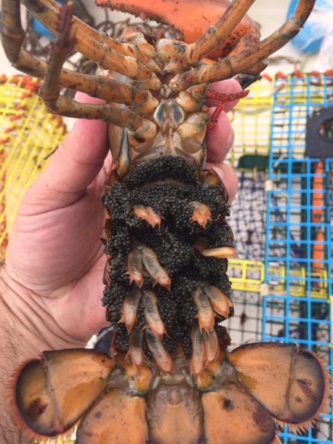 seeder-lobster-eggs-close-up
