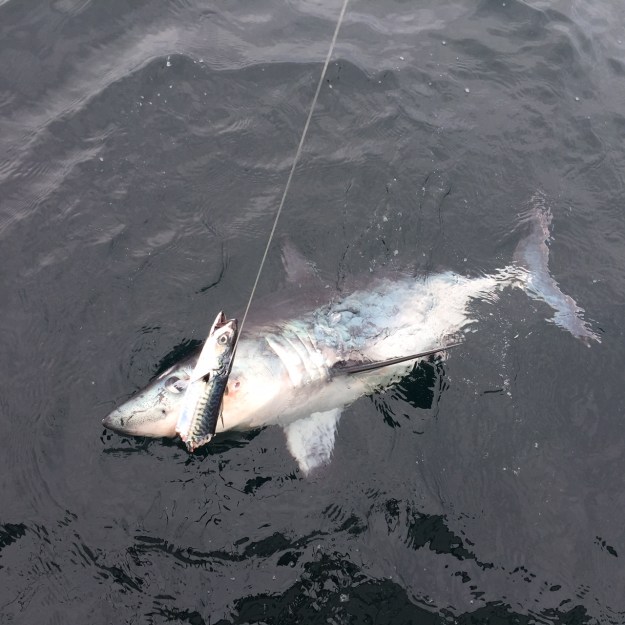 Porbeagle-shark-mackeral