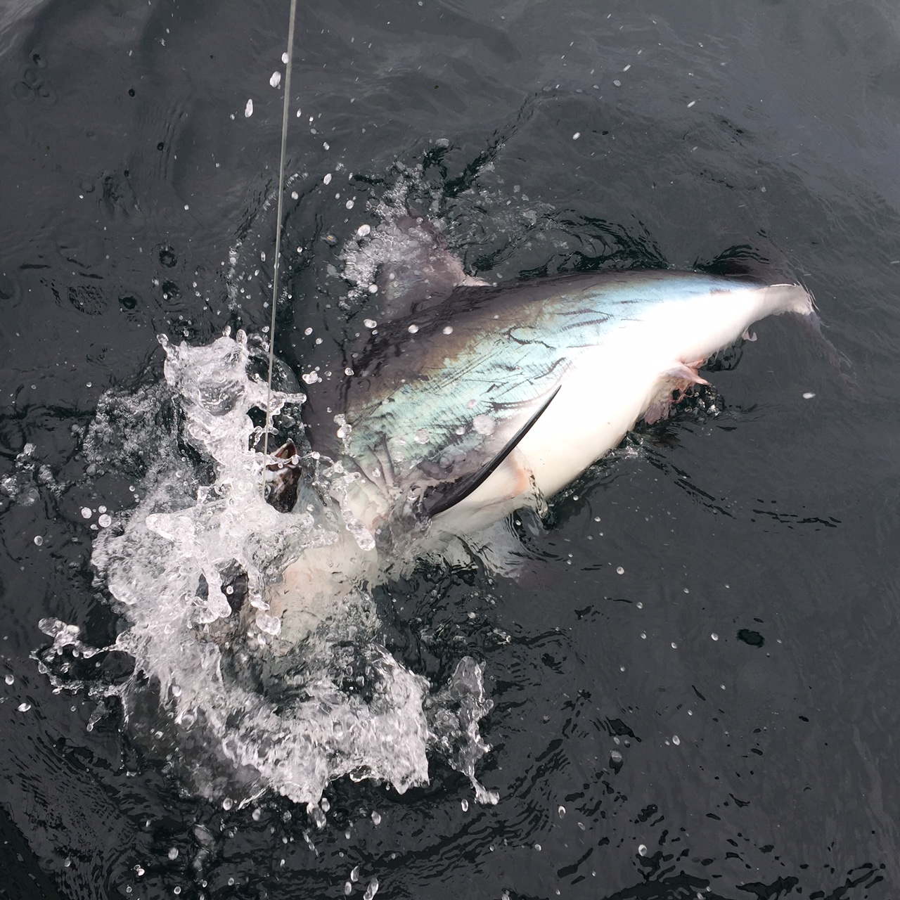 Porbeagle-shark-splash