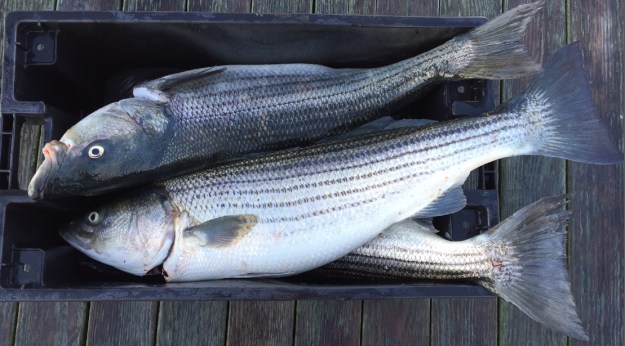 3-stripers