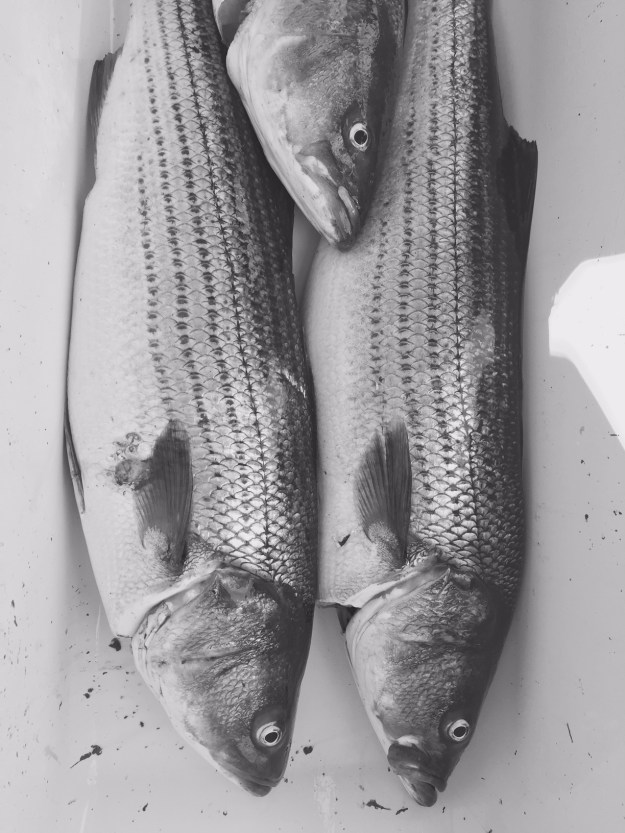 3-stripped-bass