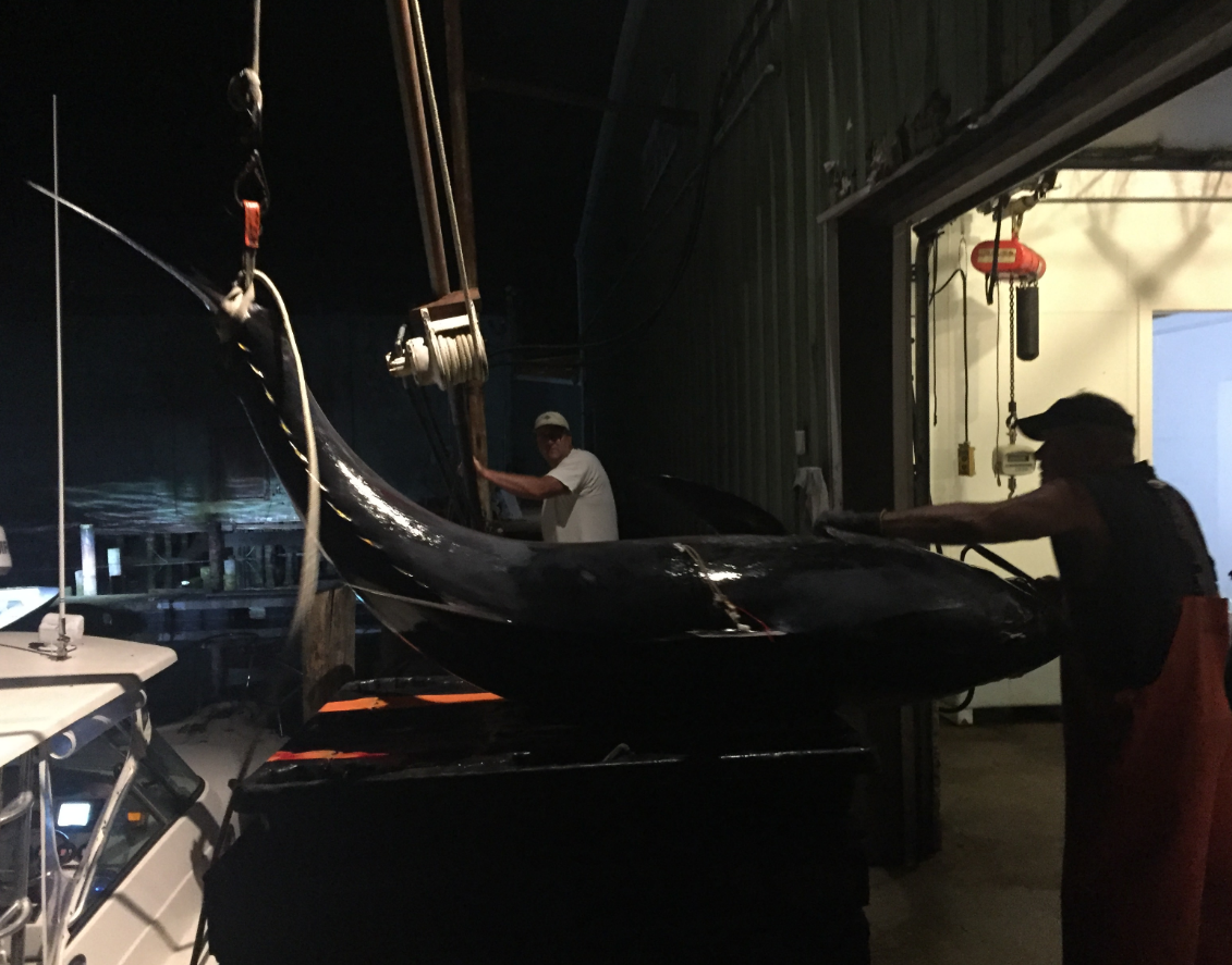 at-tuna-dealer-gloucester