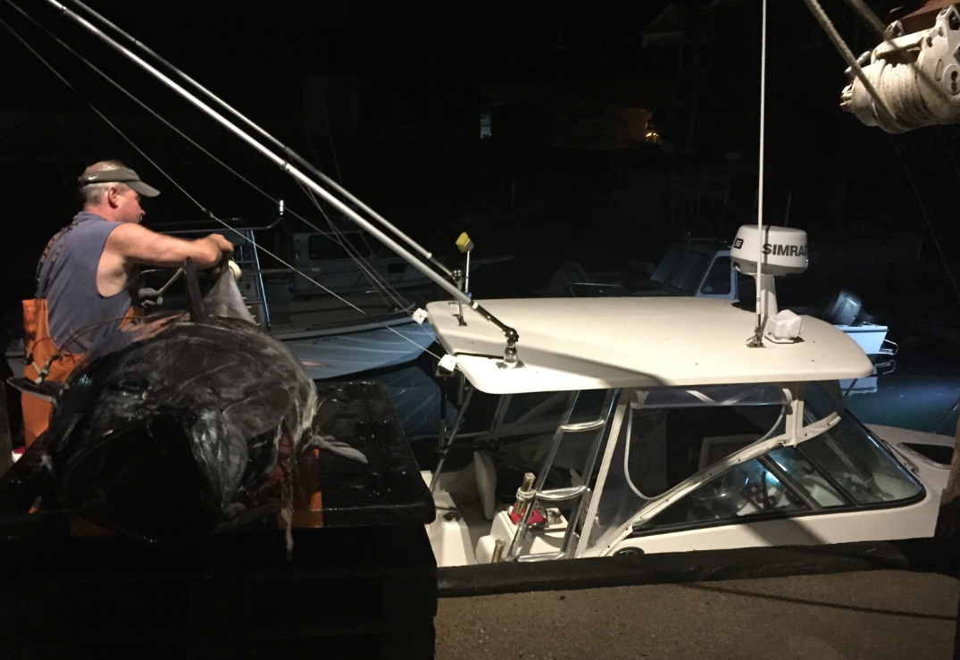 bigmouth-tuna-dealer-gloucester