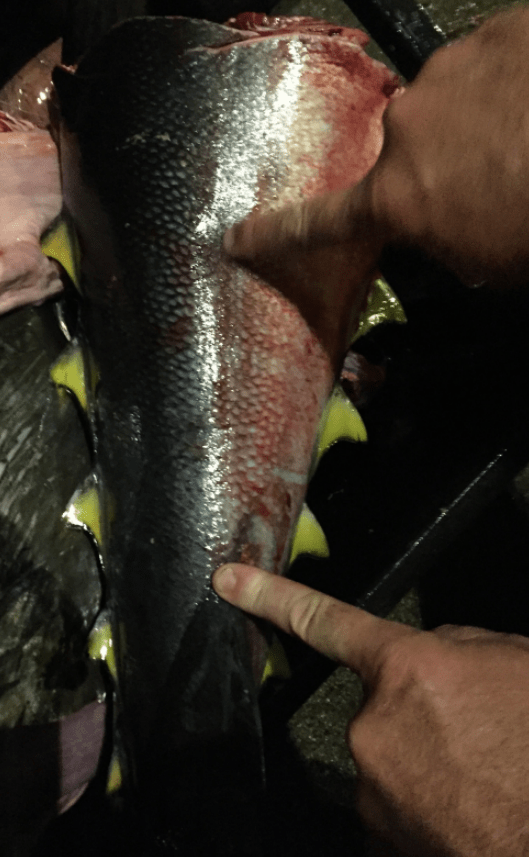 bluefin-tuna-tail-bleed-location