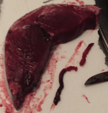 tuna-core-tail-sample